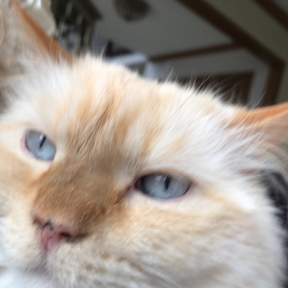 Meet your Posher, Selma